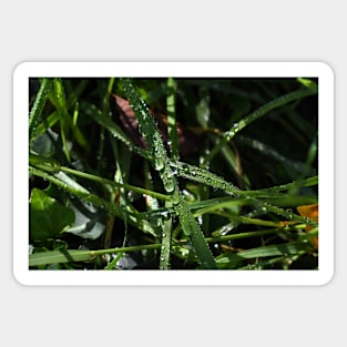 Raindrops on the Grass Sticker